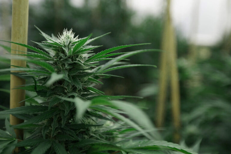 Hemp Sell